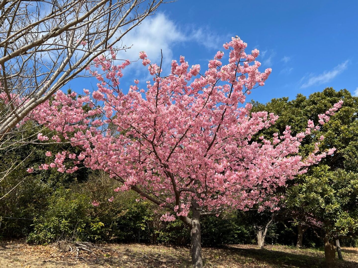 海の広場で満開の河津桜（2022年3月4日撮影）